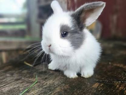 Bild 3:Zwerghase Miniloop Schlappohren Hängeohren