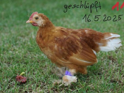 Bild 9:Federfüßige Zwerghähne verschiedene Farben