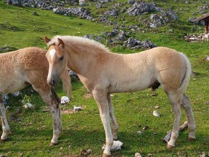 Haflinger Hengstfohlen