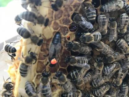 Bild 5:Ableger Bienenvölker Bienenkönigin