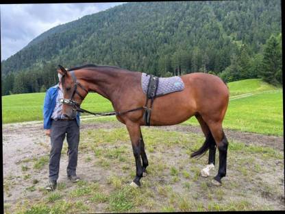 Bild 2:Warmblutstute