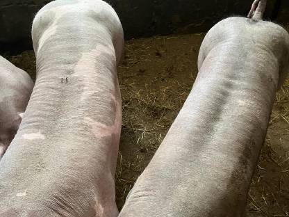 Bild 6:Pietrain Jungsau