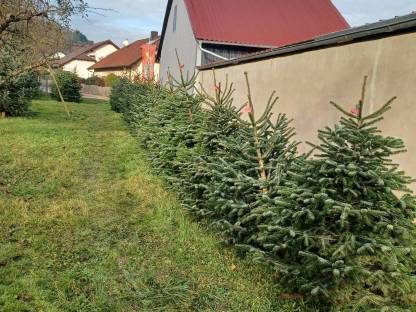 Bild 3:Ausstellungsständer Nordmanntanne Christbäume Weihnachtsbäume