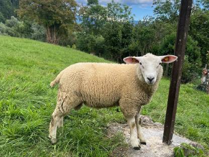 Texel weiblich männlich