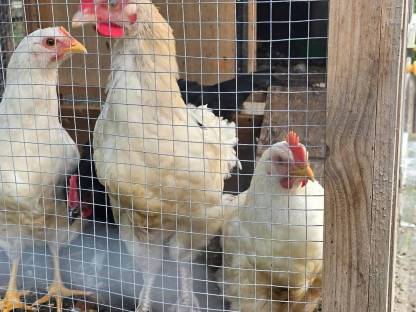 Bild 2:Schöne Junghähne