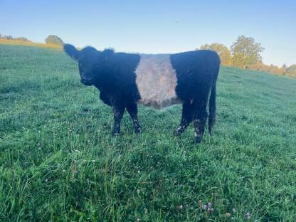 Bild 4:Pina vom Kaiserhof