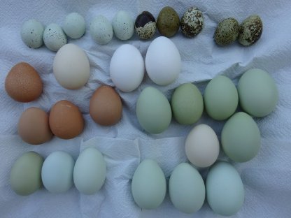 Bild 3:Eier - Speiseeier