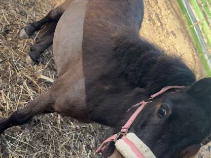 Shetland Pony Stute
