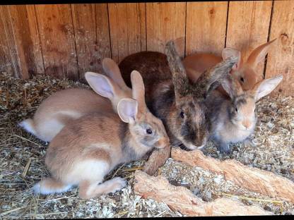 Bild 2:Deutsch Großsilber Gelb - Japaner Mix Kaninchen