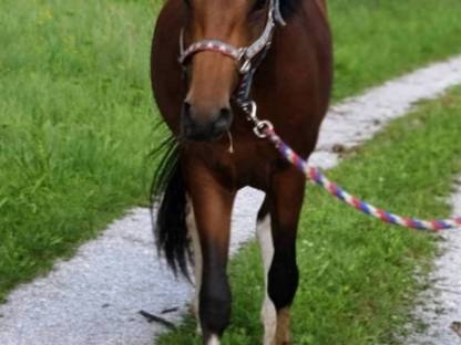 Bild 3:Paint Horse Wallach