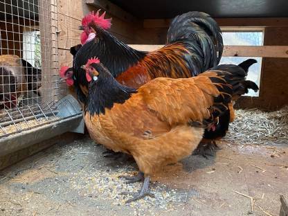 Bild 3:Vorwerk-Bruteier