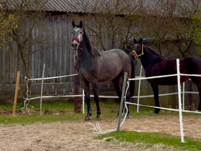 Bild 5:Warmblutstute 3-jährig