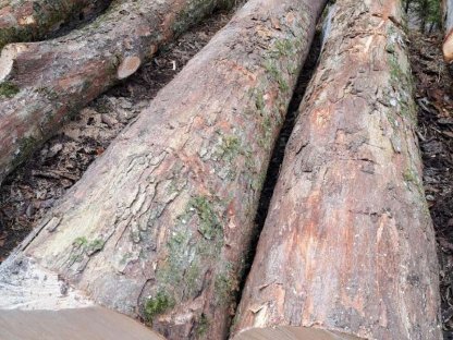 Bild 3:Verkaufe Bergahorn- und Eschenstämme Blochholz Rundholz