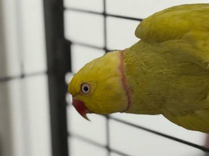 Bild 3:Halsbandsittiche