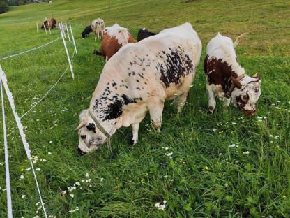 Bild 5:Belegfähige Pustertaler Kalbin