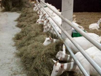 Bild 2:Heu Grummet Rundballen 1. und 2. Schnitt