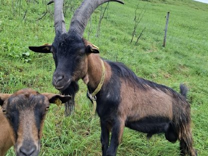 Bild 2:Verkaufe Ziegenbock