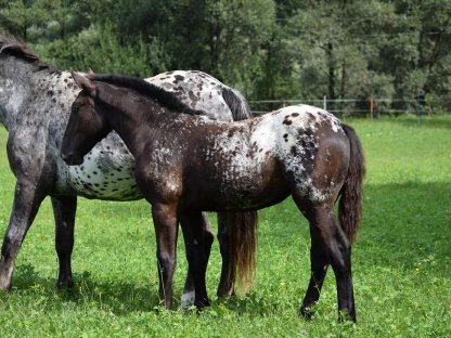 Bild 3:Flicka Falerie Noriker Tiger Stutfohlen zu verkaufen