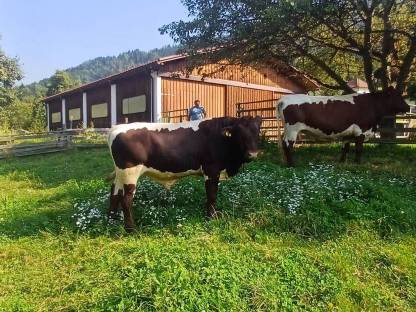 Bild 3:Pinzgauer Zuchtstier