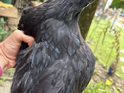 Bild 4:Ayam Cemani Junghahn