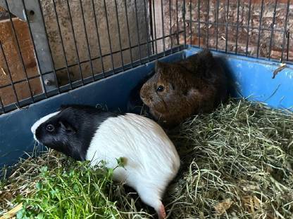 Bild 5:Süße kleine Meerschweinchen