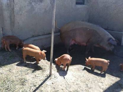 Bild 3:Duroc Ferkel, Iberico, Schwäbisch-Hällisch, Berkshire