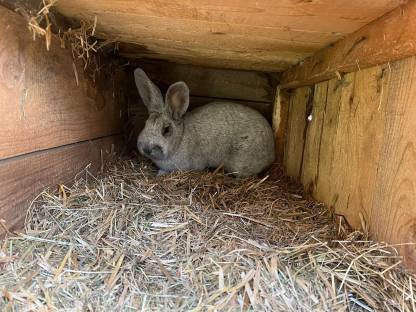 Bild 4:Helle Großsilber