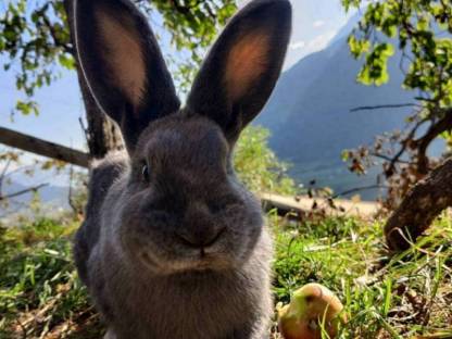 Blaues Wiener Kaninchen