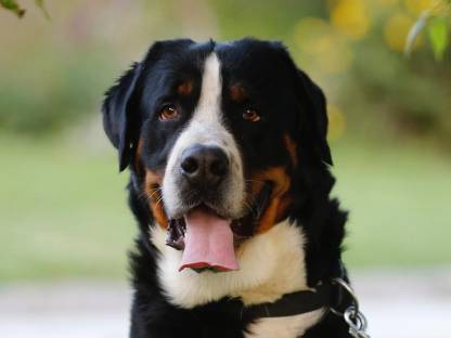 Grosser Schweizer Sennenhund Rüde