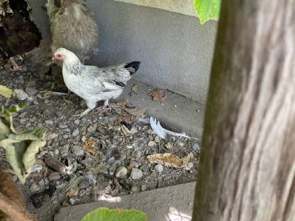 Bild 3:Zwerghühner nur an guten Platz schlachtfrei