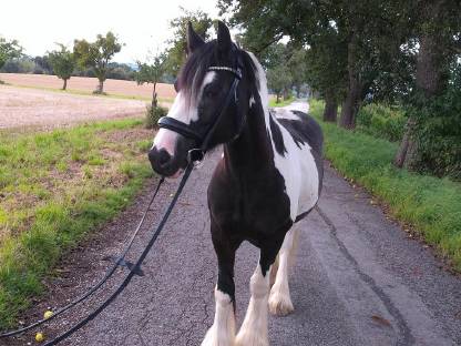 Charly – Ausdrucksstarker Irish Cob Wallach