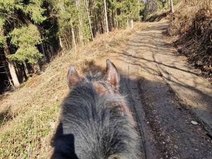 Bild 3:Norikerwallach abzugeben