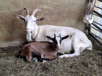 Bild 2:Altziege mit Bockkitz