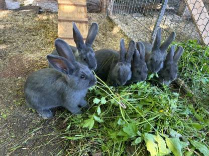 Blaue Wiener Kaninchen