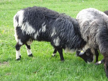 Bild 7:KRAINER STEINSCHAF Zuchtbock (Widder) gekört