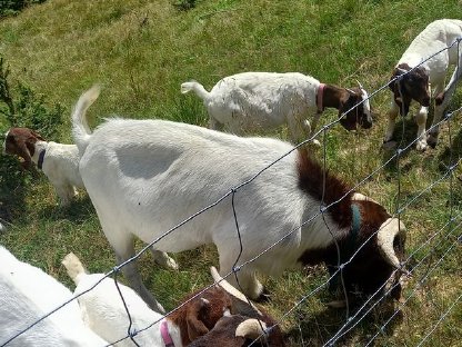 Bild 3:Wer will ein süßes Burenböcklein