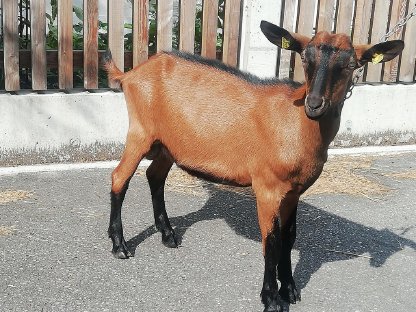 GGZ Bock