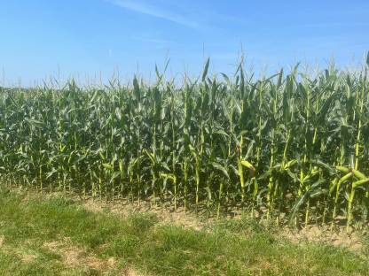 Silomais ab Feld