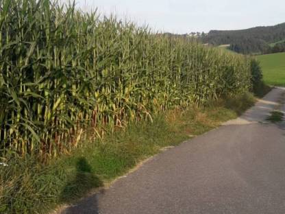 Maisballen