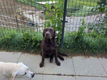 Schöner Labrador Rüde sucht ein neues liebevolles Zuhause