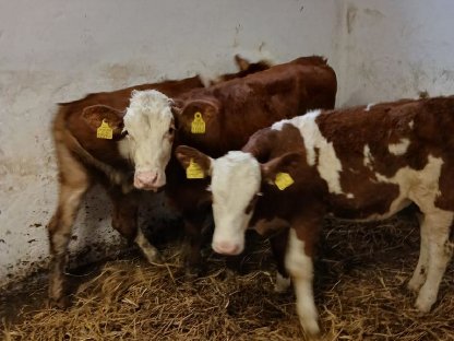 Bild 3:Fresser-FV weiblich