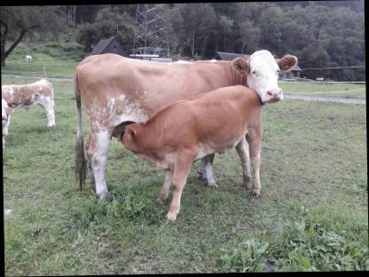 Kuh in Milch