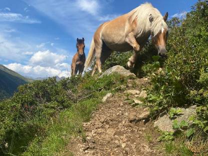 Bild 2:Tragende Haflingerstute