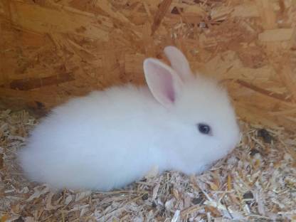 Bild 2:Löwenkopf Zwergkaninchen