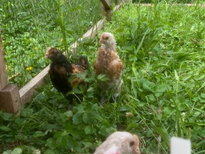 Bild 9:Thüringer Barthuhn Küken