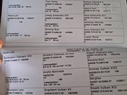 Bild 6:Noriker Hengstfohlen