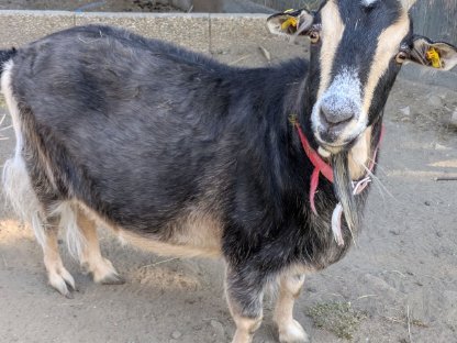 Bild 4:Kaschmirziege