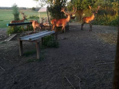 Bild 2:Rotwild, Hirsche, Wild