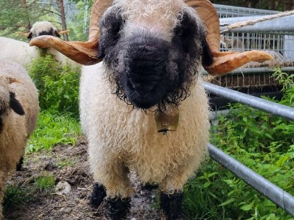 Walliser Schwarznasen Widder HB