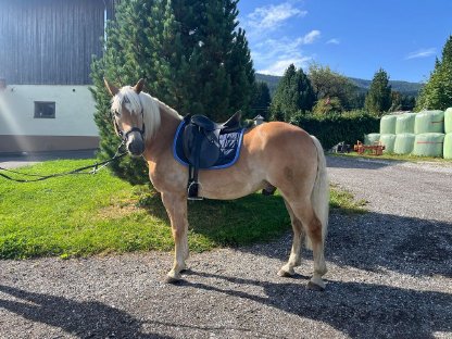 Bild 3:Liebenswerter Haflinger Wallach zu verkaufen